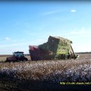 목화농장 이미지