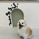 몽시시 이미지