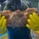 주식회사 대게킹 이미지