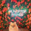 강아지 놀이터 이미지