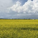 유채와바다 이미지