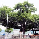 느티나무 이미지