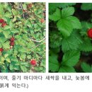 (들꽃 09) ‘공갈빵 딸기’는 무슨 맛일까? - 뱀딸기 이미지