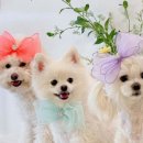 꾸미는 강아지 이미지