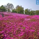 군포 철쭉축제 이미지