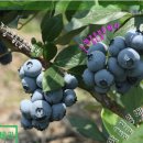 무량농장 이미지