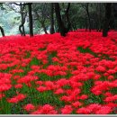 9월19일 정기산행 불갑산 상사화 축제 이미지