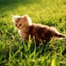 냥이의꿈 이미지