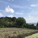 허브빌리지(Herb village) 이미지