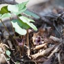 족도리풀 Asarum sieboldii Miq. 이미지