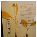 산마늘밥 이미지