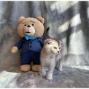 도그마루 고양이 강아지 무료분양 이미지