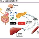 인크레틴의 분해를 억제하는 DPP-4 억제제 자누비아정 25mg, 50mg, 100mg 이미지