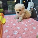 야옹아 멍멍해봐 세종점 이미지