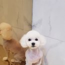 바비숑펫살롱 이미지