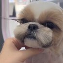 시츄 미용하는 영상 보다가 깜짝 놀람 이미지