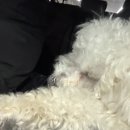 힙독 애견카페 이미지