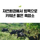 완도약산흑염소/당뇨에 좋은/기력에 좋은 /수족냉증에 좋은 흑염소진액, 위에 좋은 재료를 넣어 좋은 흑염소진액 / 흑염소농장 직영 이미지