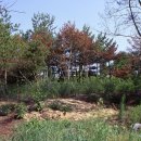 소나무숲 이미지