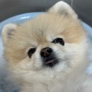 똑똑독 | 포메라니안영양제 강아지 눈물 자국 관리 솔직후기 닥터독