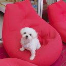 뷰나인아임파인 | 강화도 반려견동반 펜션 / 뷰나인펜션 / 아임파인카페 / 만족후기
