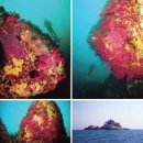 제주도만 가능한 수중사냥 유어장 포인트 ‘애월 다이빙 포인트’ & 속초지역의 다이빙 이미지