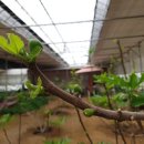 (주)대디팜 이미지