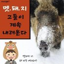 멧돼지 만났을때 대처요령 이미지