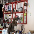 라임고양이 이미지