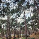 신풍초교 | 화성행궁, 문을 지키고 있던 300년 된 느티나무와 현대시대 크리스마스 트리가 어우러진 곳