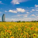 해바라기 이미지