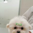 위즈펫동물병원 이미지