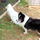 뛰어놀개 애견펜션 이미지