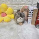 오독안심분양센터 강아지분양 고양이분양 목동점 | 목동고양이무료분양 브리티쉬롱헤어