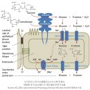 [영양과 도핑] 지구력 운동 시 새로 주목받고 있는 탄수화물팔라티노스(이소말툴로스, Isomaltulose) 이미지