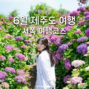 6월 제주도 서쪽 여행 코스 관광지 가볼만한곳 수국 명소 항공권 예매