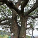 청용1리 이미지