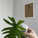 마요이(mayoi) 이미지