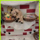 강아지를 미용하는 여자 이미지