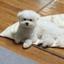 힐링펫샵 이미지