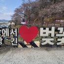 (주)즐거운세상 | 대청호 오백리 길 오동선 벚꽃 축제 실시간 다녀온 후기