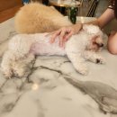 도니바니 애견유치원 이미지