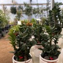 봄을 부르는 유러피언 플로리스트 | 우리 집 공기가 달라졌어요! 플로리스트 추천 공기정화식물 &amp; 대구 당일배송 꿀팁