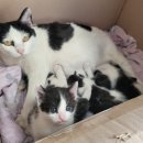 함께냥 본점 이미지