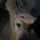 골뱅이닭컴 이미지
