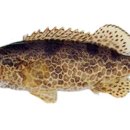 쏘가리네 이미지