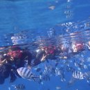 푸른카서비스 | 오키나와 푸른동굴, 사진·영상까지 완벽··‘후기 맛집’ 스노클링 체험