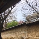 걸으며 데이트 하기 좋은:)삼청동 벚꽃 나들이&#34;정독도서관&#34;
