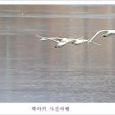 백조 이미지