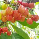 경주농장 이미지